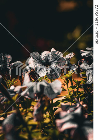 枯れそうな花 枯れそうな花 116695572