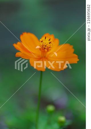 春の野に咲くオレンジ色のキバナコスモス 116695682