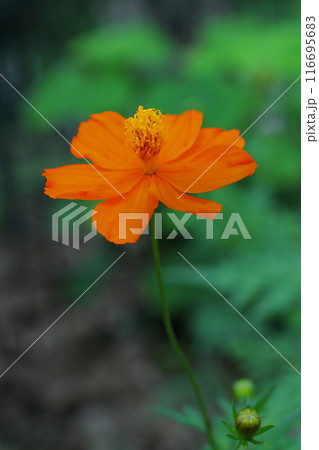 鮮やかなオレンジ色のキバナコスモスの花 鮮やかなオレンジ色のキバナコスモスの花 116695683