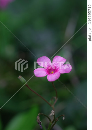 春の野原に咲く可憐なイモカタバミ 116695710