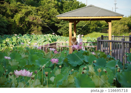 星名池にて 116695718