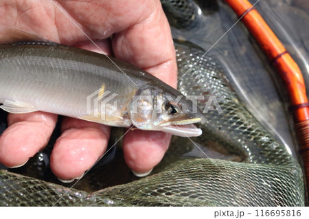 利根川で釣れたアユ 116695816