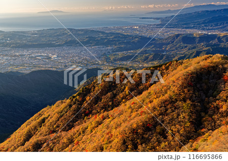 丹沢・塔ノ岳から見る紅葉の山並みと秦野・小田原市街・伊豆大島 116695866