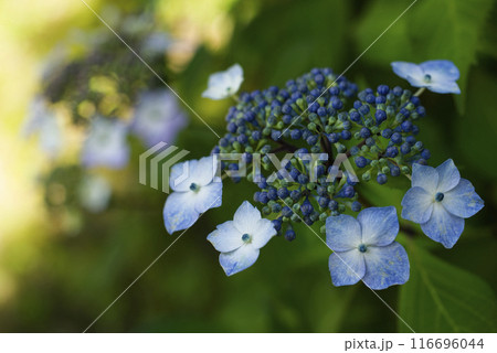 紫陽花 116696044