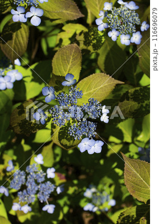 紫陽花 紫陽花 116696079