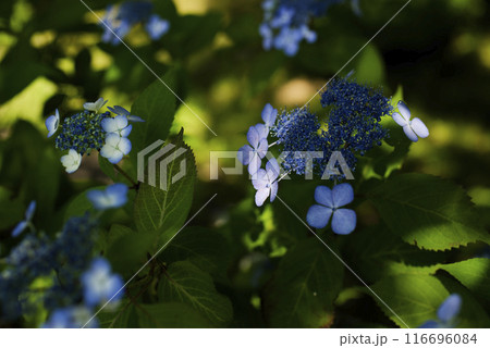 紫陽花 116696084