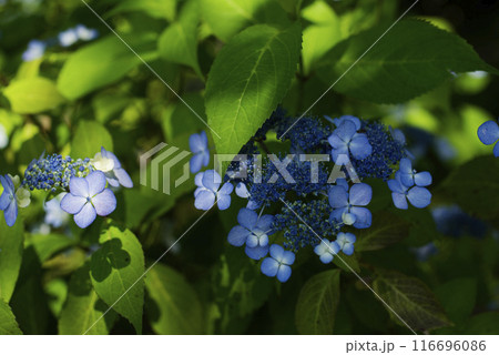 紫陽花 紫陽花 116696086