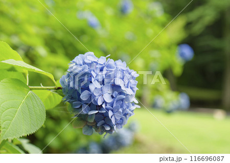 紫陽花 紫陽花 116696087