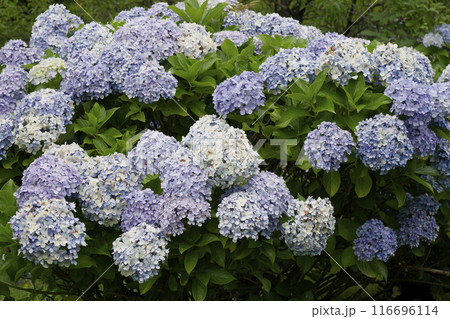 紫陽花 116696114
