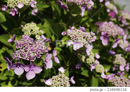紫陽花 紫陽花 116696116