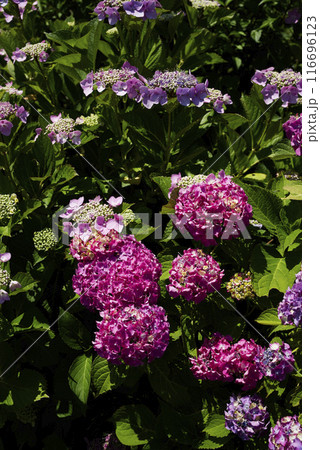 紫陽花 紫陽花 116696123