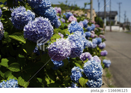 紫陽花 紫陽花 116696125
