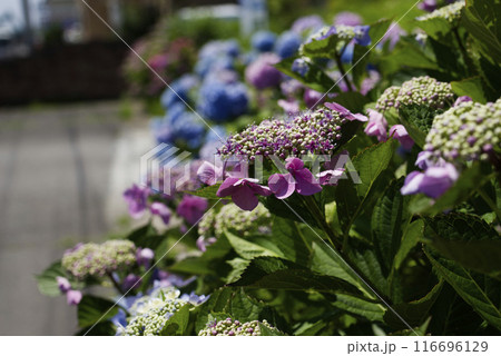 紫陽花 紫陽花 116696129