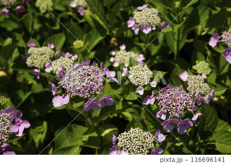紫陽花 116696141
