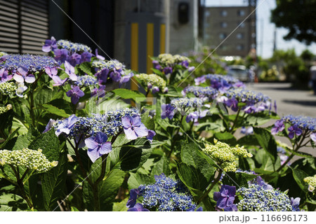 紫陽花 116696173