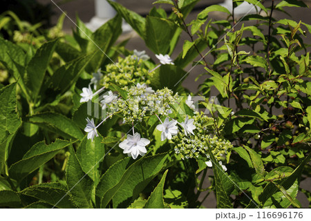 紫陽花 紫陽花 116696176