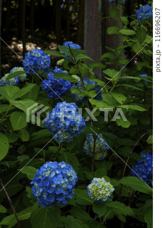 紫陽花 116696207