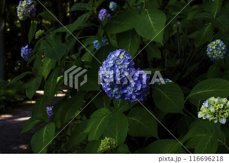 紫陽花 紫陽花 116696218