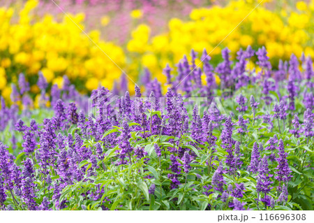 初夏から秋の花 ブルーサルビアの花畑 初夏から秋の花 ブルーサルビアの花畑 116696308