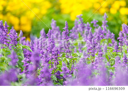 初夏から秋の花　ブルーサルビアの花畑 116696309