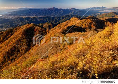 丹沢・塔ノ岳から見る紅葉の鍋割山稜と箱根・愛鷹山 116696605