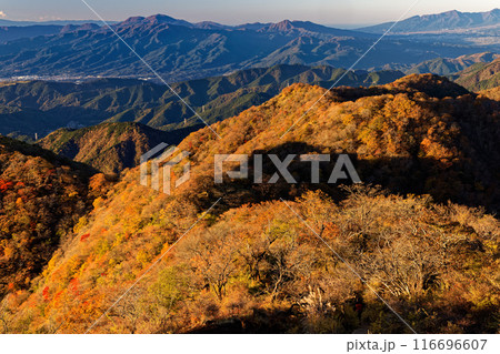 丹沢・塔ノ岳から見る紅葉の鍋割山稜と箱根 116696607