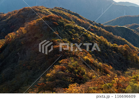 丹沢・塔ノ岳から見る紅葉の表尾根 116696609