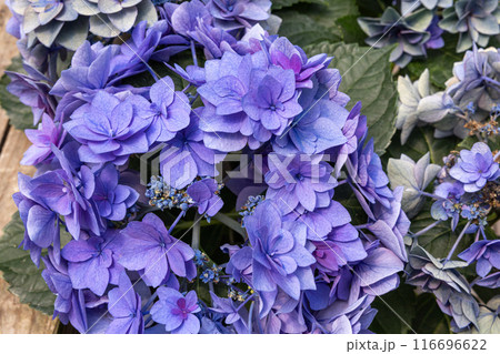 ガーデンで美しく咲く造花の様な紫色のアジサイの花 116696622