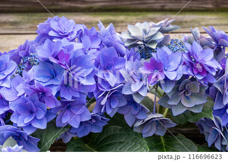 ガーデンで美しく咲く造花の様な紫色のアジサイの花 116696623