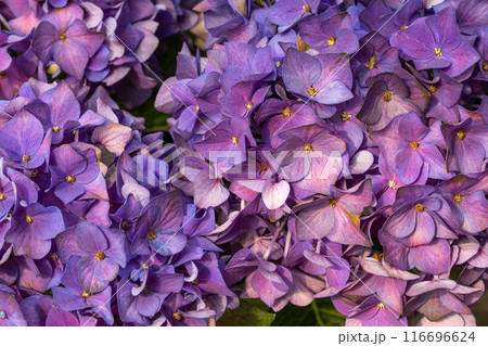 ガーデンで美しく咲く造花の様な紫色のアジサイの花 116696624