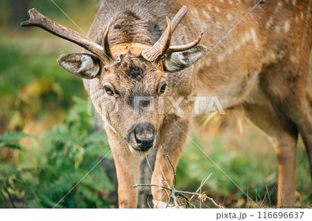 Fallow Deer Doe female Or Dama Dama Grazes In Meadow At Edge Of Forest. European Wildlife Nature. Wild Animals Of Europe, America And Scandinavia. Young Fallow Deer 116696637