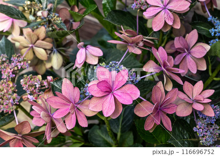 初夏に咲くガーデンの美しいピンク色のガクアジサイの花 116696752