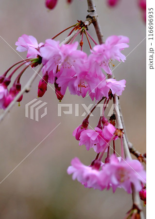 春の訪れを告げる枝垂れ桜 春の訪れを告げる枝垂れ桜 116696935