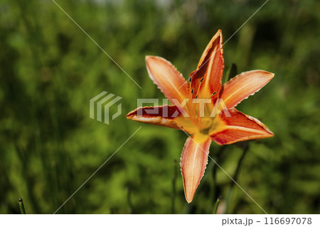 カンゾウ 116697078