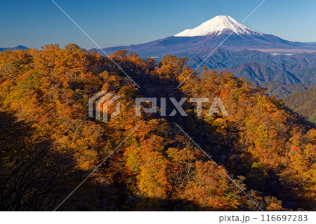 丹沢・塔ノ岳直下から見る鍋割山稜のブナの黄葉と富士山 丹沢・塔ノ岳直下から見る鍋割山稜のブナの黄葉と富士山 116697283