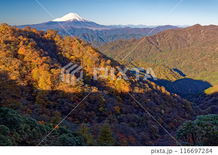 丹沢・塔ノ岳直下から見る鍋割山稜のブナの黄葉と富士山 116697284