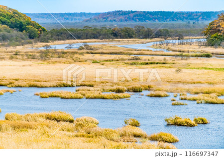 北海道 別寒辺牛湿原　～黄金色に輝く秋の湿原～ 116697347