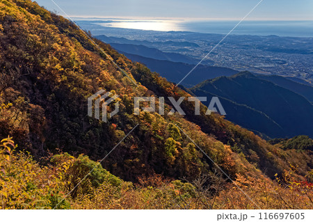 丹沢・鍋割山稜から見る紅葉と光る湘南の海 116697605