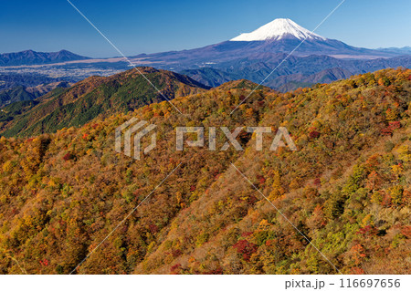 紅葉の丹沢・鍋割山と冠雪した富士山 116697656