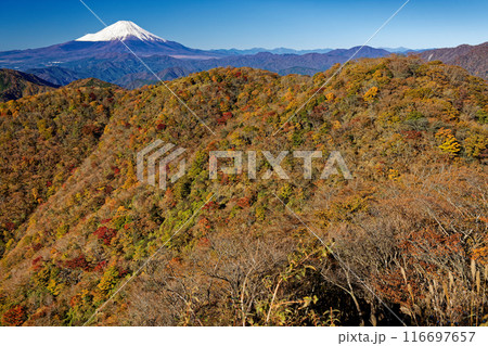 紅葉の丹沢・鍋割山と冠雪した富士山 116697657