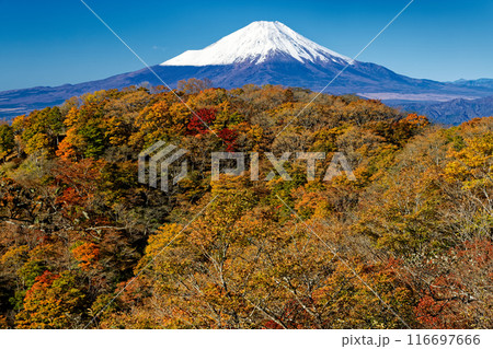 紅葉の丹沢・鍋割山と冠雪した富士山 紅葉の丹沢・鍋割山と冠雪した富士山 116697666