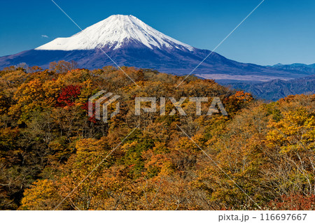 紅葉の丹沢・鍋割山と冠雪した富士山 紅葉の丹沢・鍋割山と冠雪した富士山 116697667