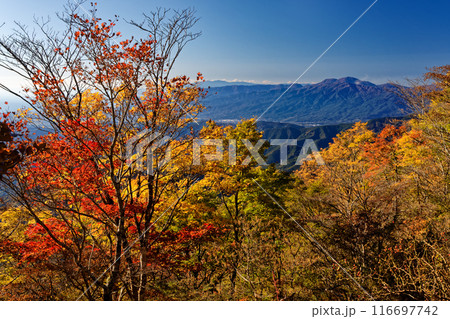 丹沢・鍋割山稜の紅葉と箱根の山並み 丹沢・鍋割山稜の紅葉と箱根の山並み 116697742