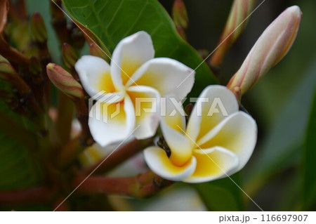 白いプルメリアの花と蕾 白いプルメリアの花と蕾 116697907