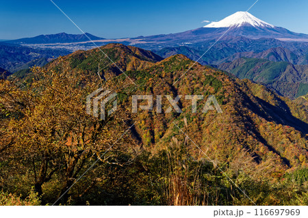 丹沢・鍋割山から見る紅葉の山並みと富士山 116697969