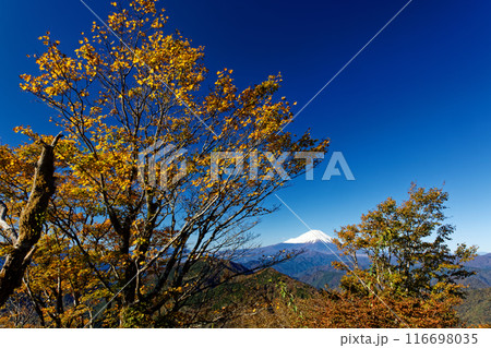 紅葉の丹沢・鍋割山から見る富士山 116698035