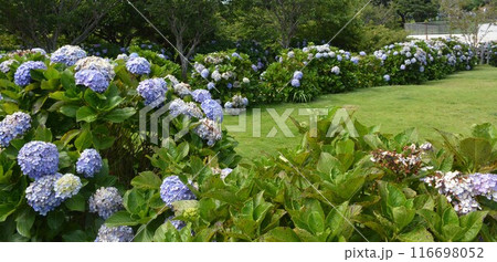 青い紫陽花の咲いた公園 青い紫陽花の咲いた公園 116698052