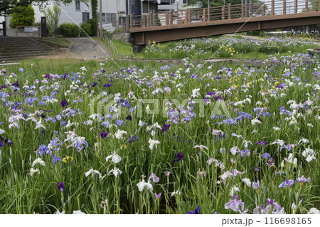 ハナショウブの花 116698165