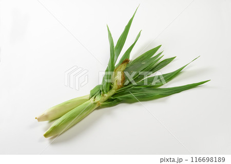 ヤングコーン　白背景 116698189