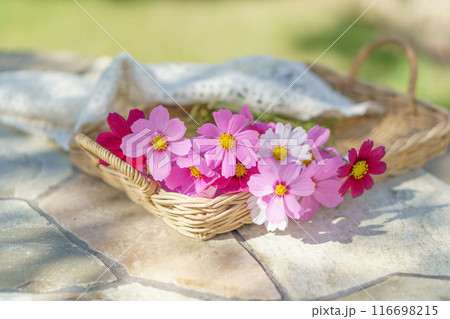 庭で摘んだコスモスの花 庭で摘んだコスモスの花 116698215